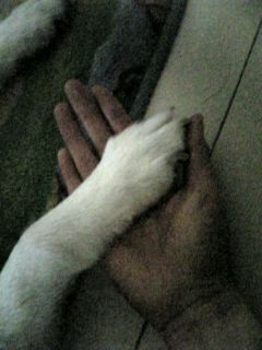 犬の手.jpg